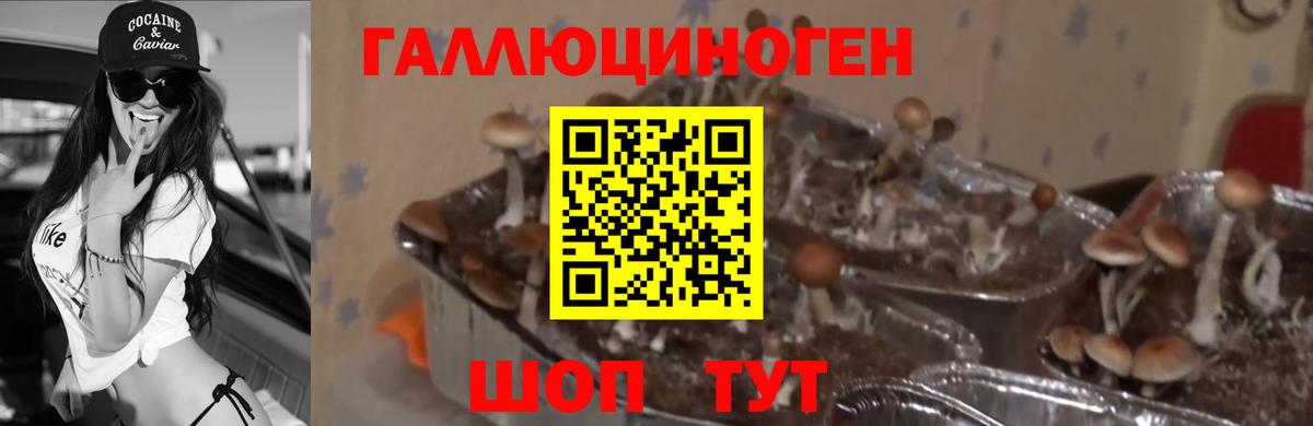 Отрадное  Галлюциногенные грибы MAGIC MUSHROOMS  купить наркотик  Галлюциногенные грибы Psilocybe  Вход с VPN 